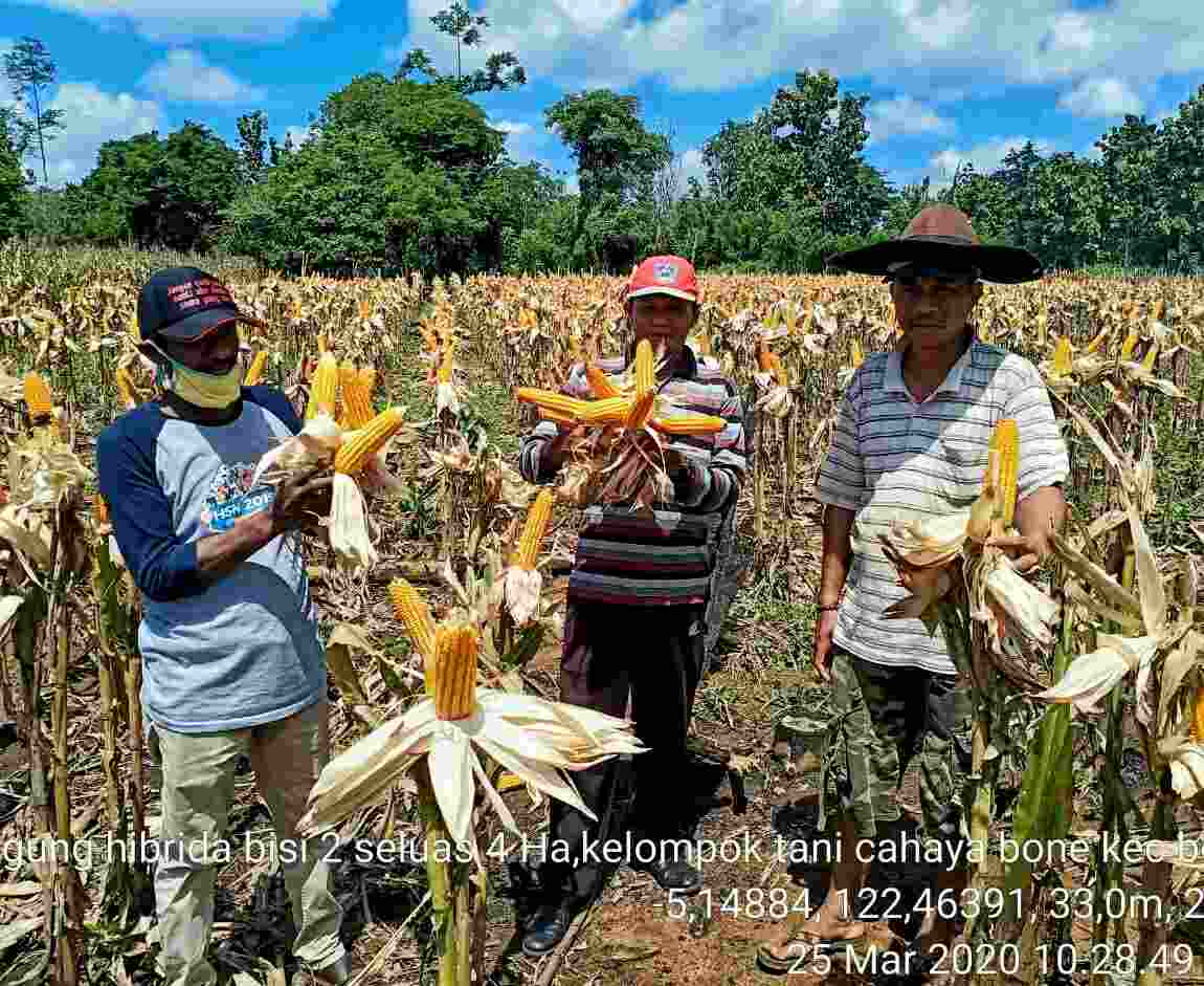 Petani di Muna Sambut Suka Cita Masa Panen Raya Ditengah Ancaman Pandemi COVID-19