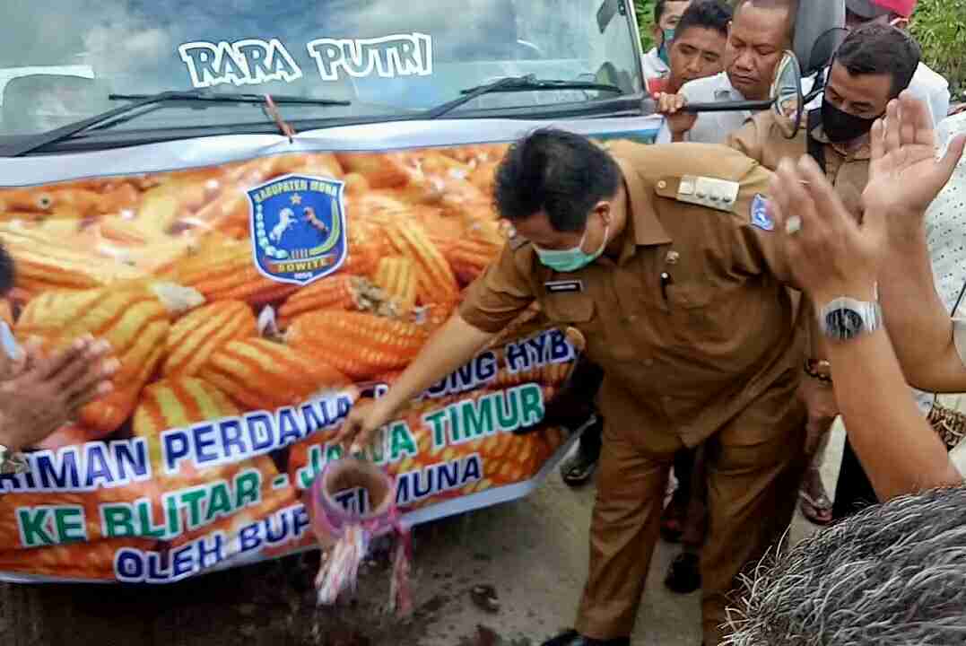 Jagung Muna Diminati Sampai Blitar, Tongkolnya Berpeluang Ekspor ke Luar Negeri