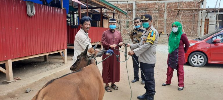 JELANG HARI RAYA IDUL ADHA 1441 H. POLRES BOMBANA SIAPKAN 13 EKOR SAPI PLUS 1 EKOR KAMBING UNTUK DI QURBANKAN